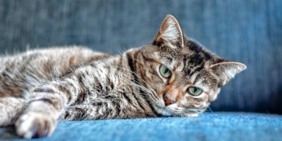 Vegán macskaeledel – mit mond a tudomány és mikor érdemes választani