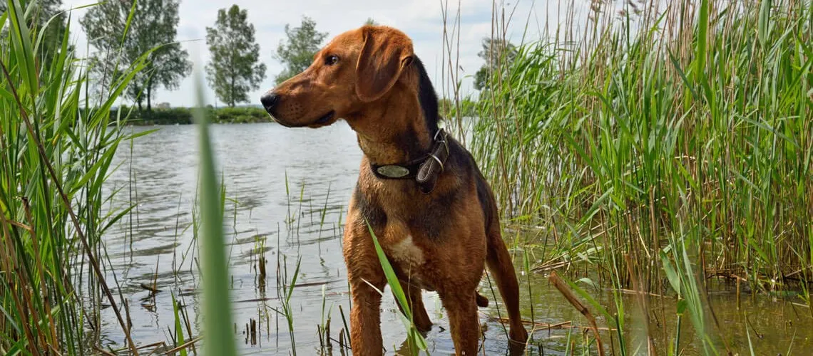 Vegán kutyaeledel – lehetnek vegánok a kutyák?