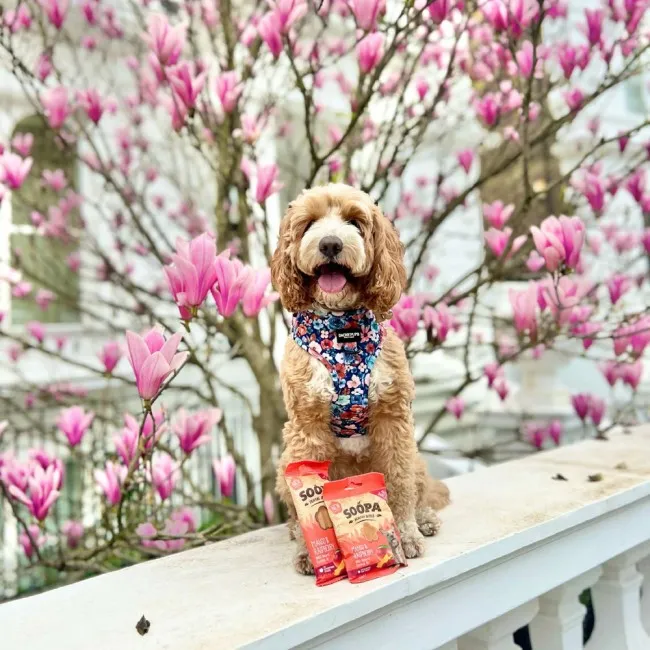 Soopa Dentals MANGÓ ÉS MÁLNA